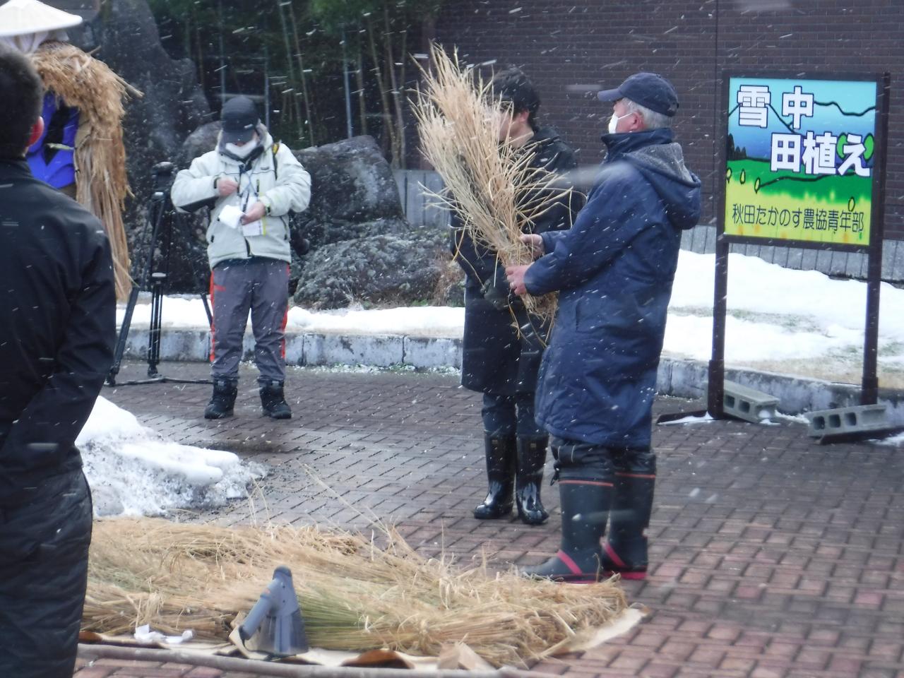 雪中稲刈り２