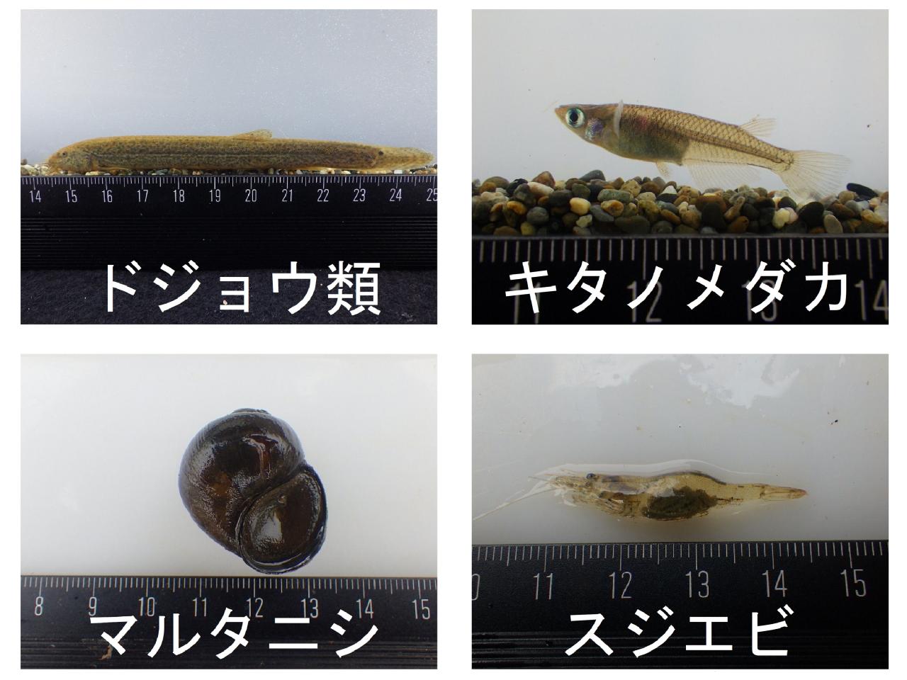 捕獲した生き物