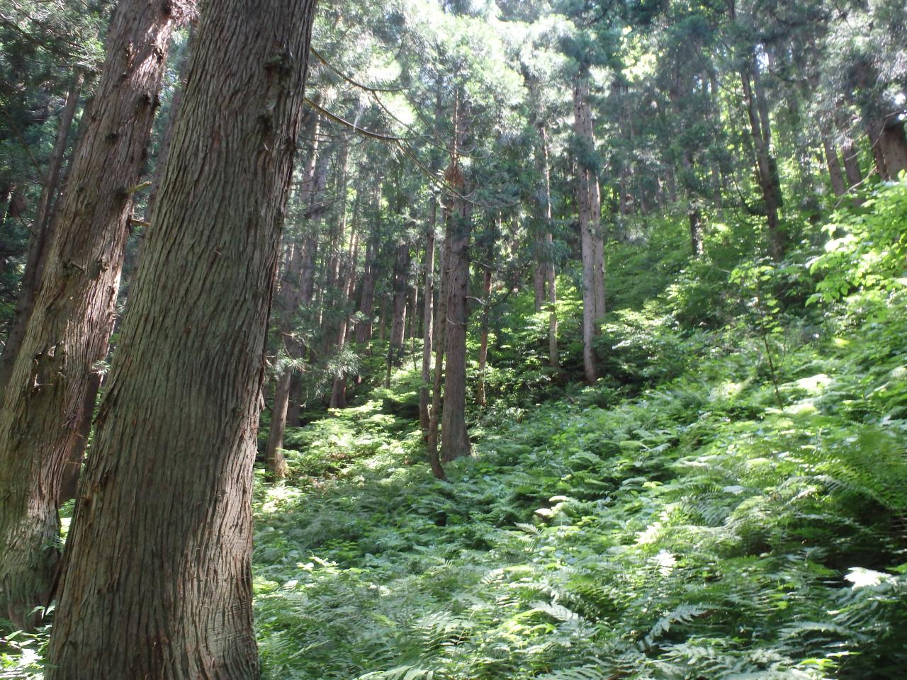 林況など