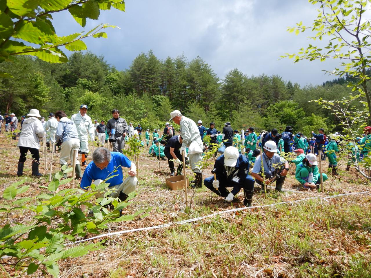 参加者による育樹活動