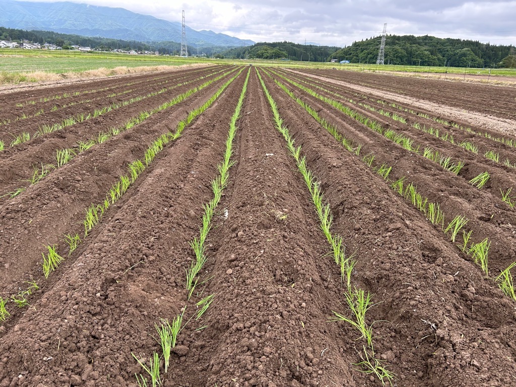 移植後の様子