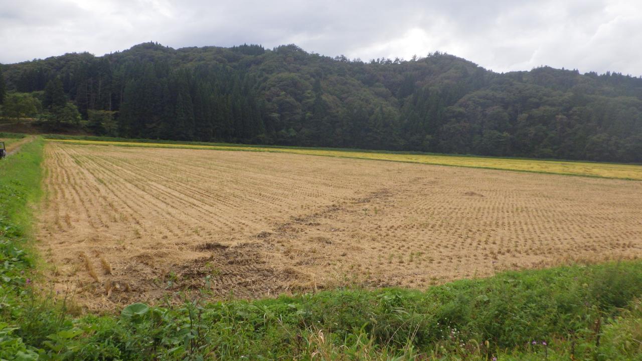 本城地区のほ場