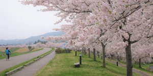 能代市二ツ井町桜づつみ公園の桜