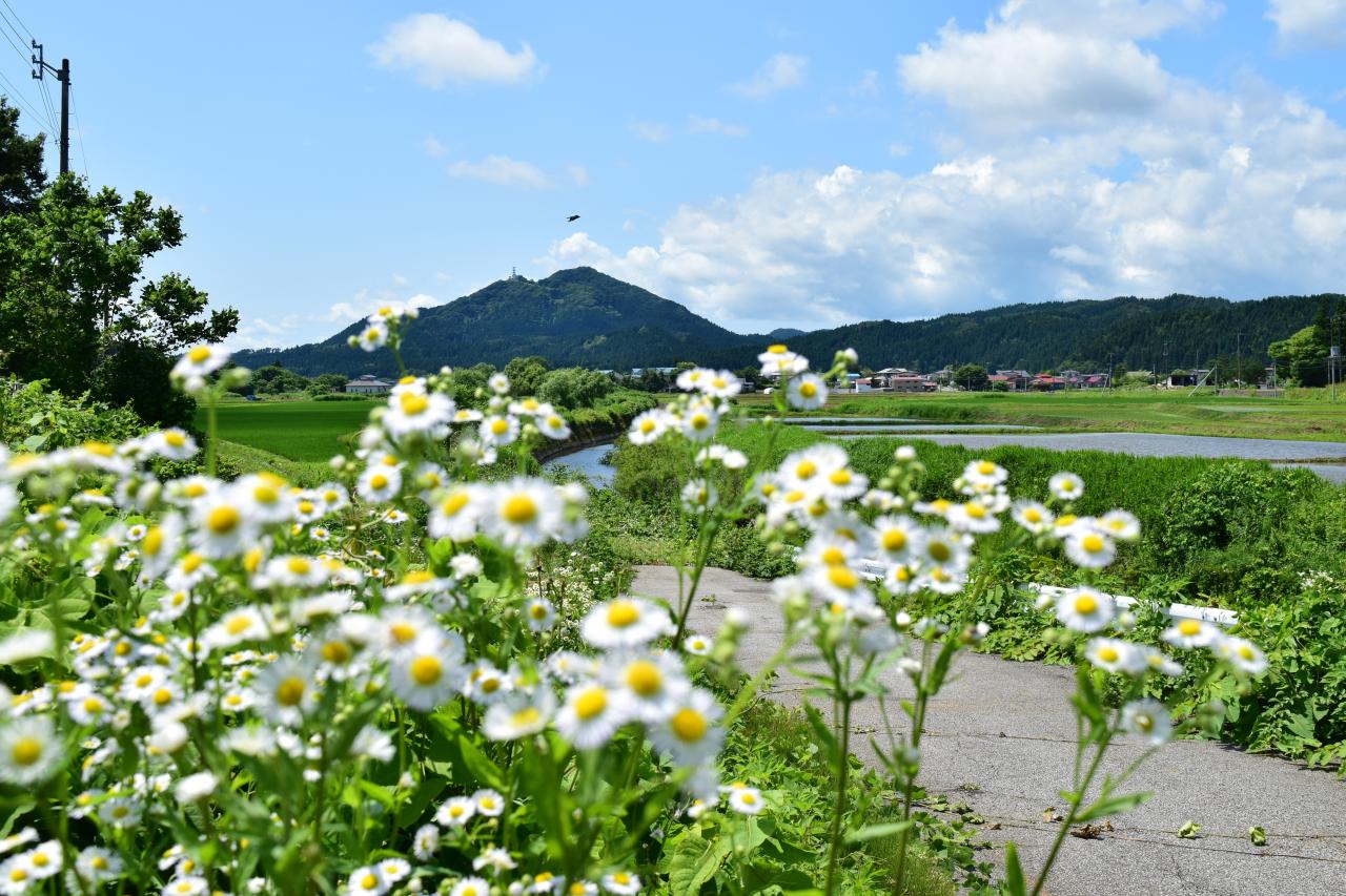 森山を望む田園風景