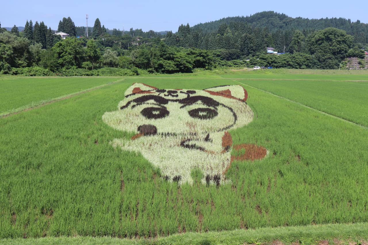 小渕地区田んぼアート