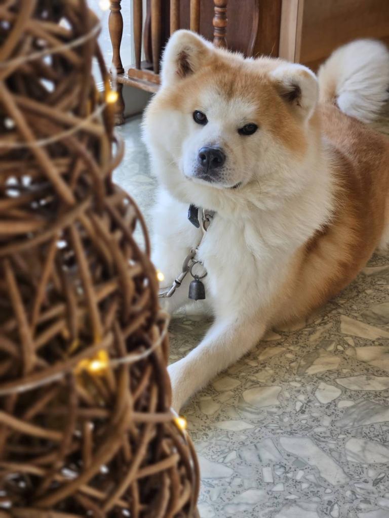 参加者が交流した秋田犬のちゃたろう君（八峰町やっほ～factory）