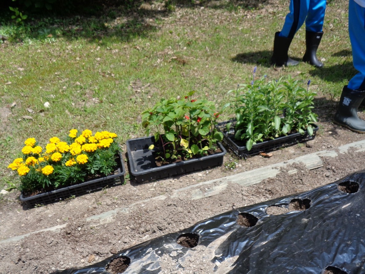 マリーゴールドとサルビアの写真