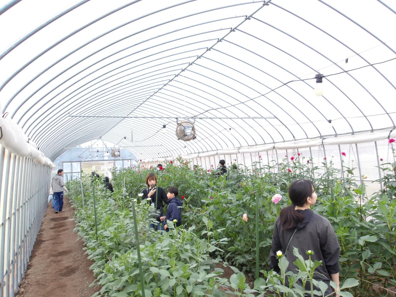 ダリアハウス見学