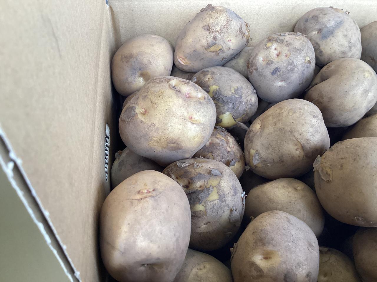 じゃがいも納品