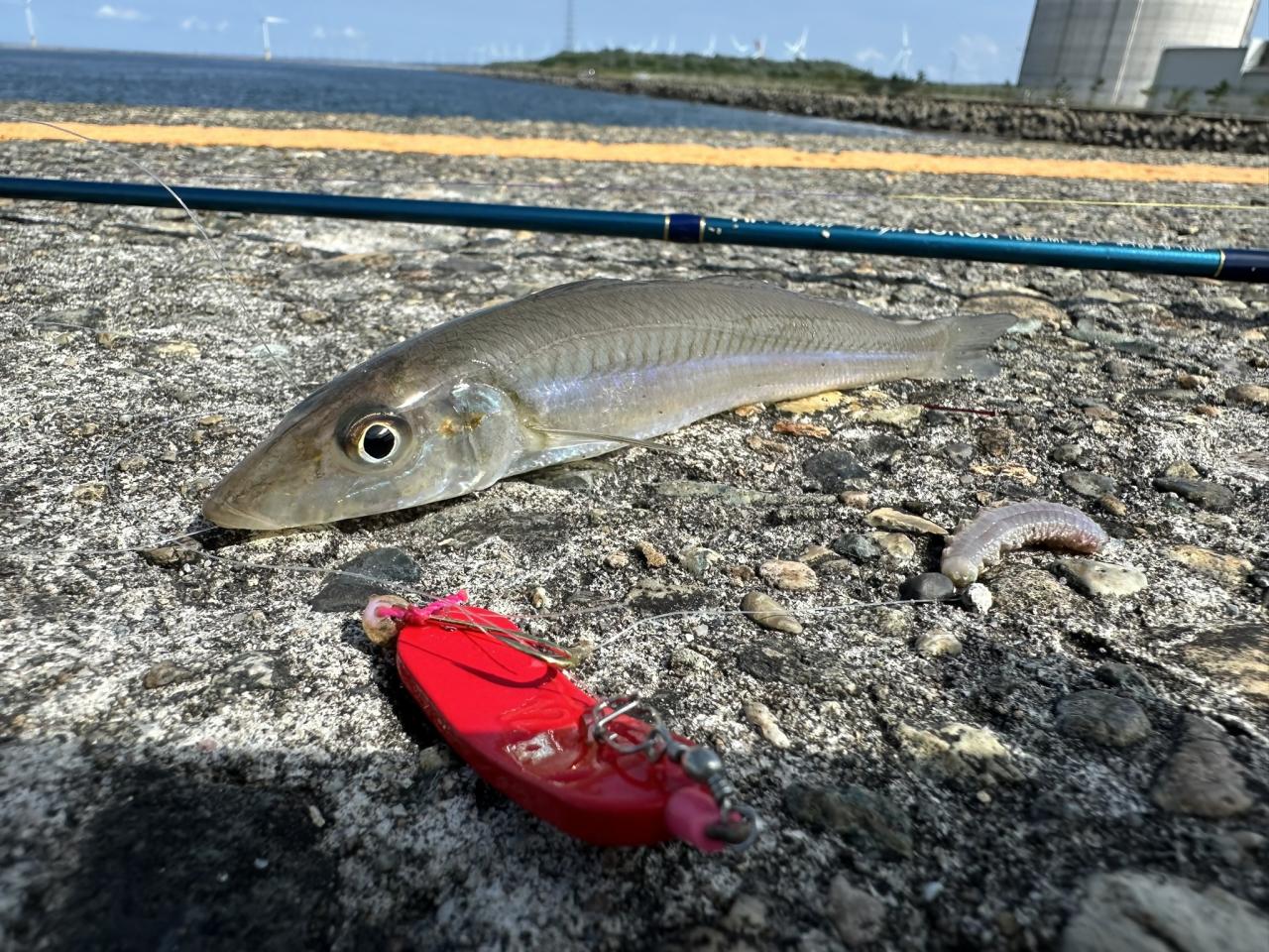 秋田港北防波堤の釣果画像