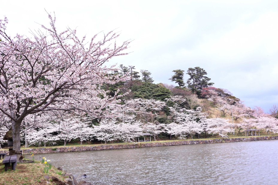 にかほ市の桜