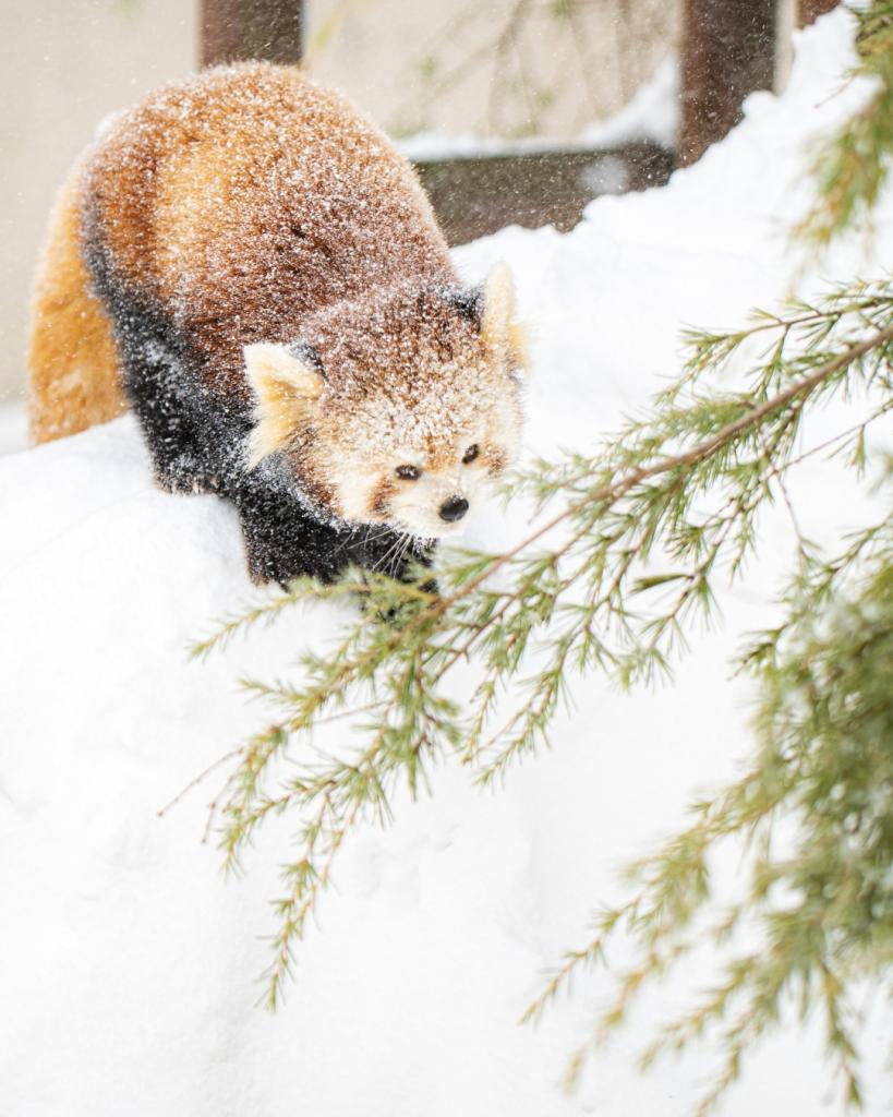 大森山動物園