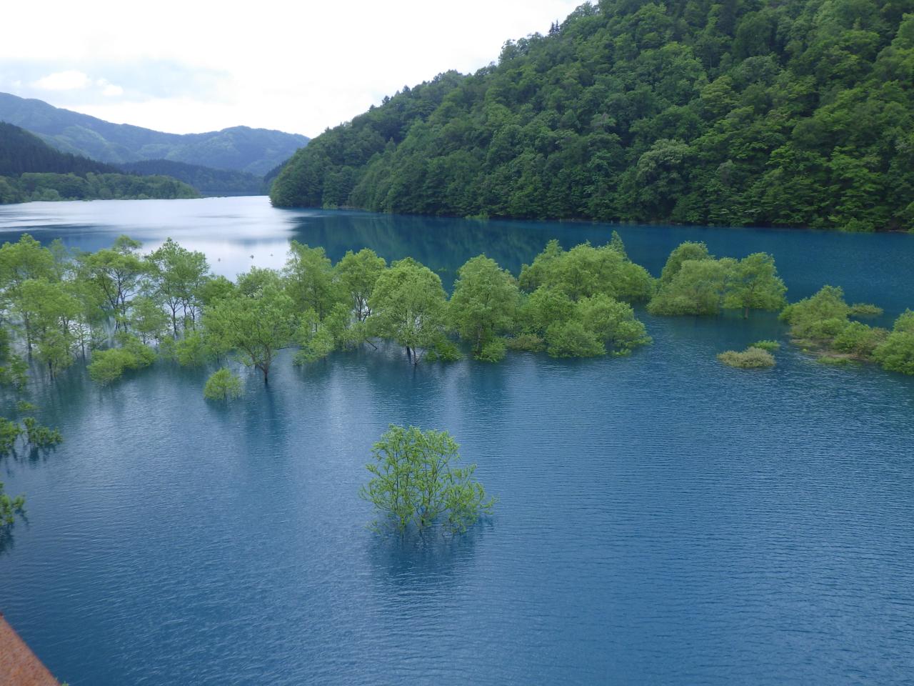 秋扇湖　水没林