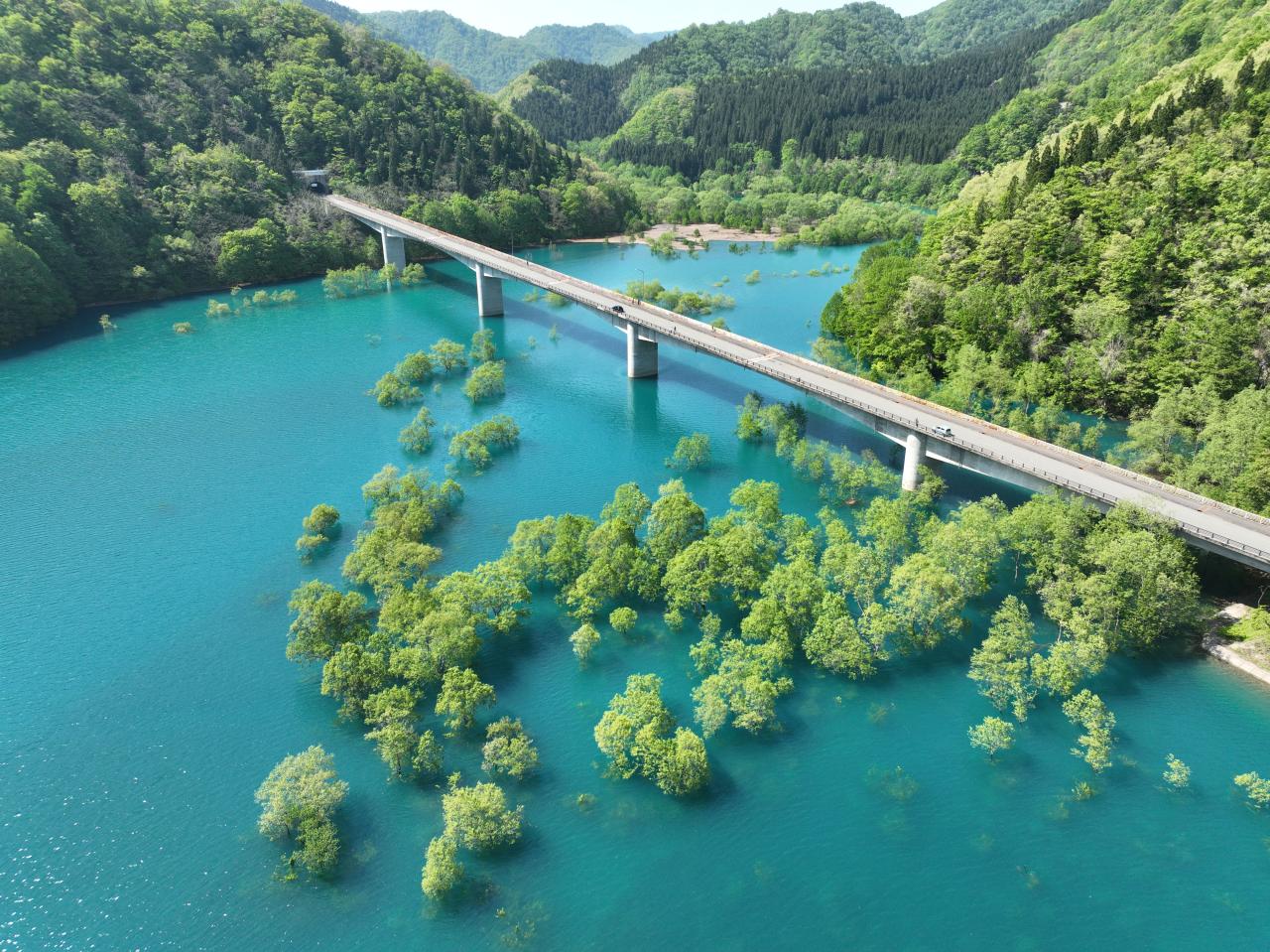 新玉川大橋と水没林