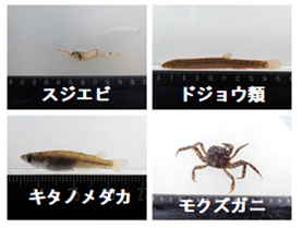 捕獲した生き物