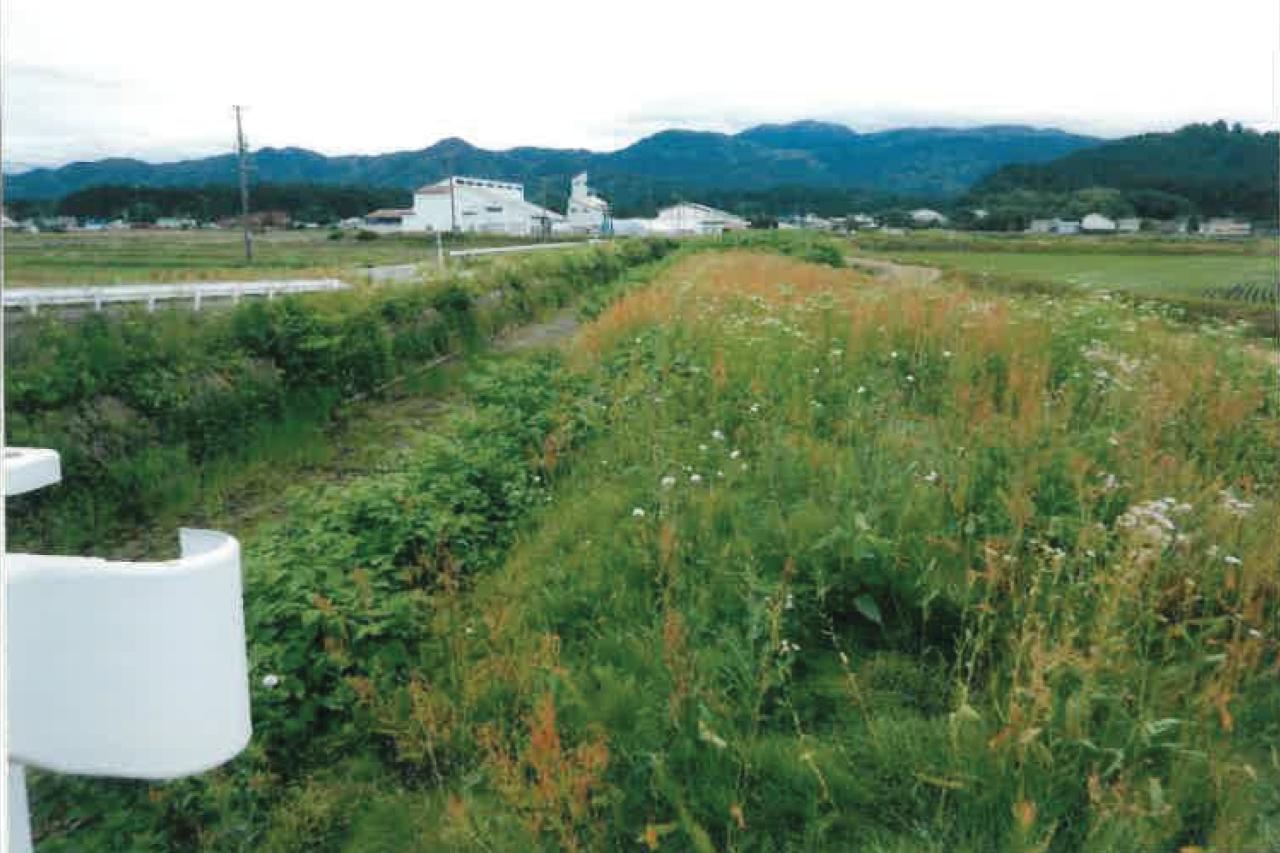 草刈前