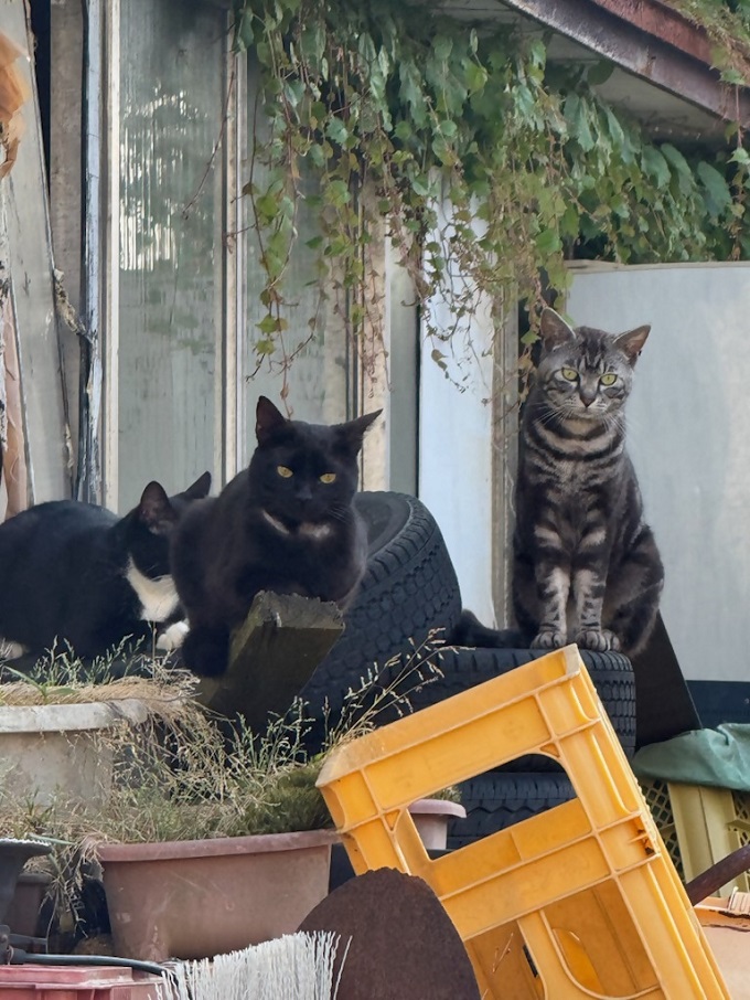 猫