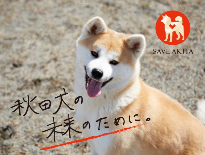 ONE FOR AKITA