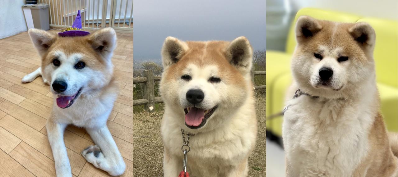 りんご・ごん・大河