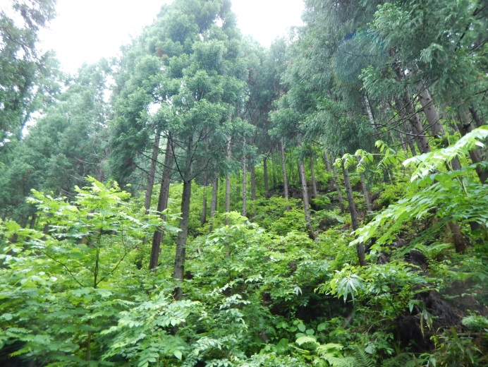 早口県有林の写真