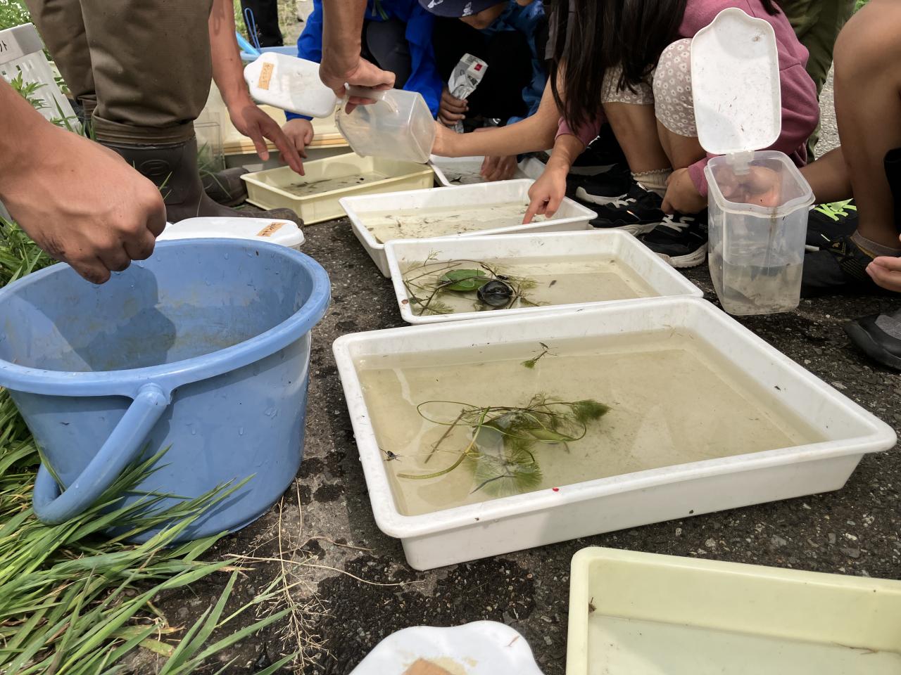ガサガサ体験による生き物調査