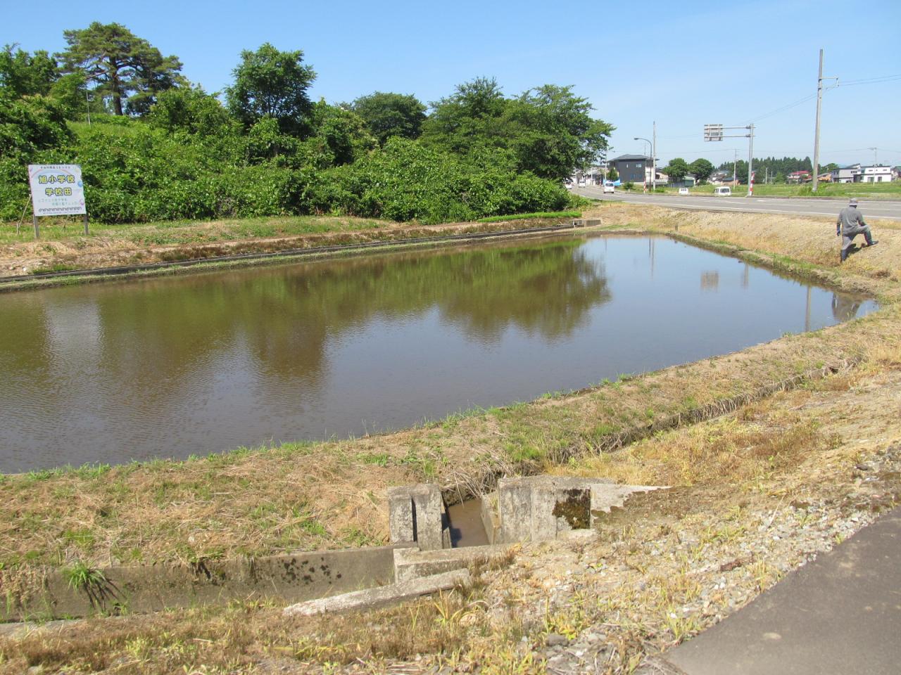 きれいに代かきが完了した学校田