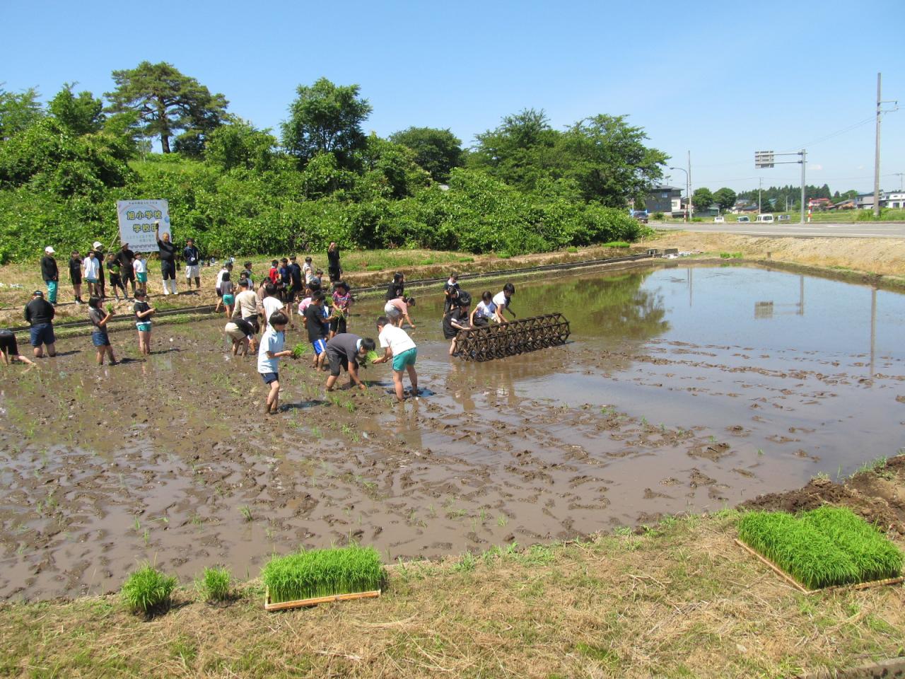 児童全員による手作業での田植え