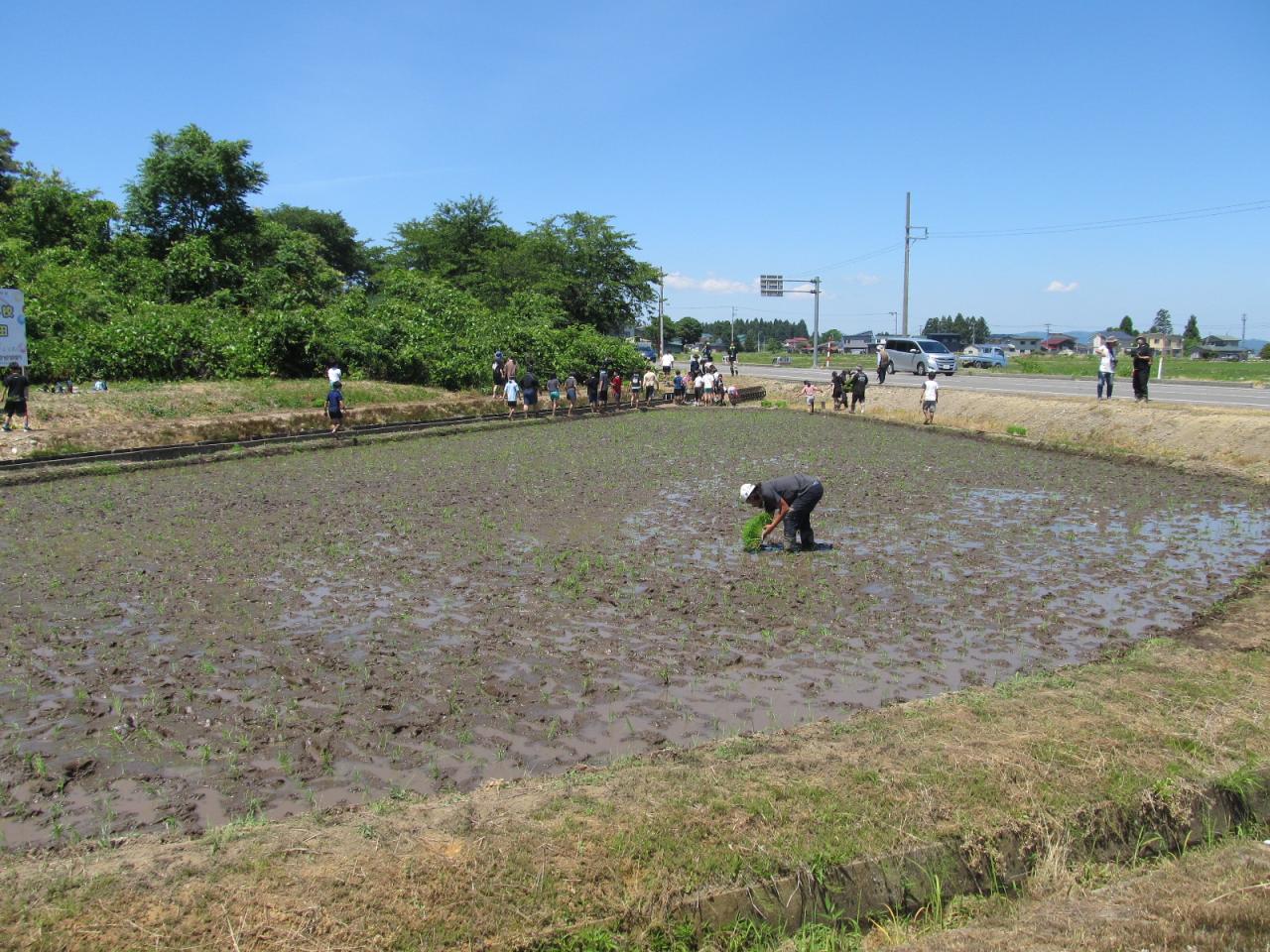 苗が整然と植え付けられた田んぼ