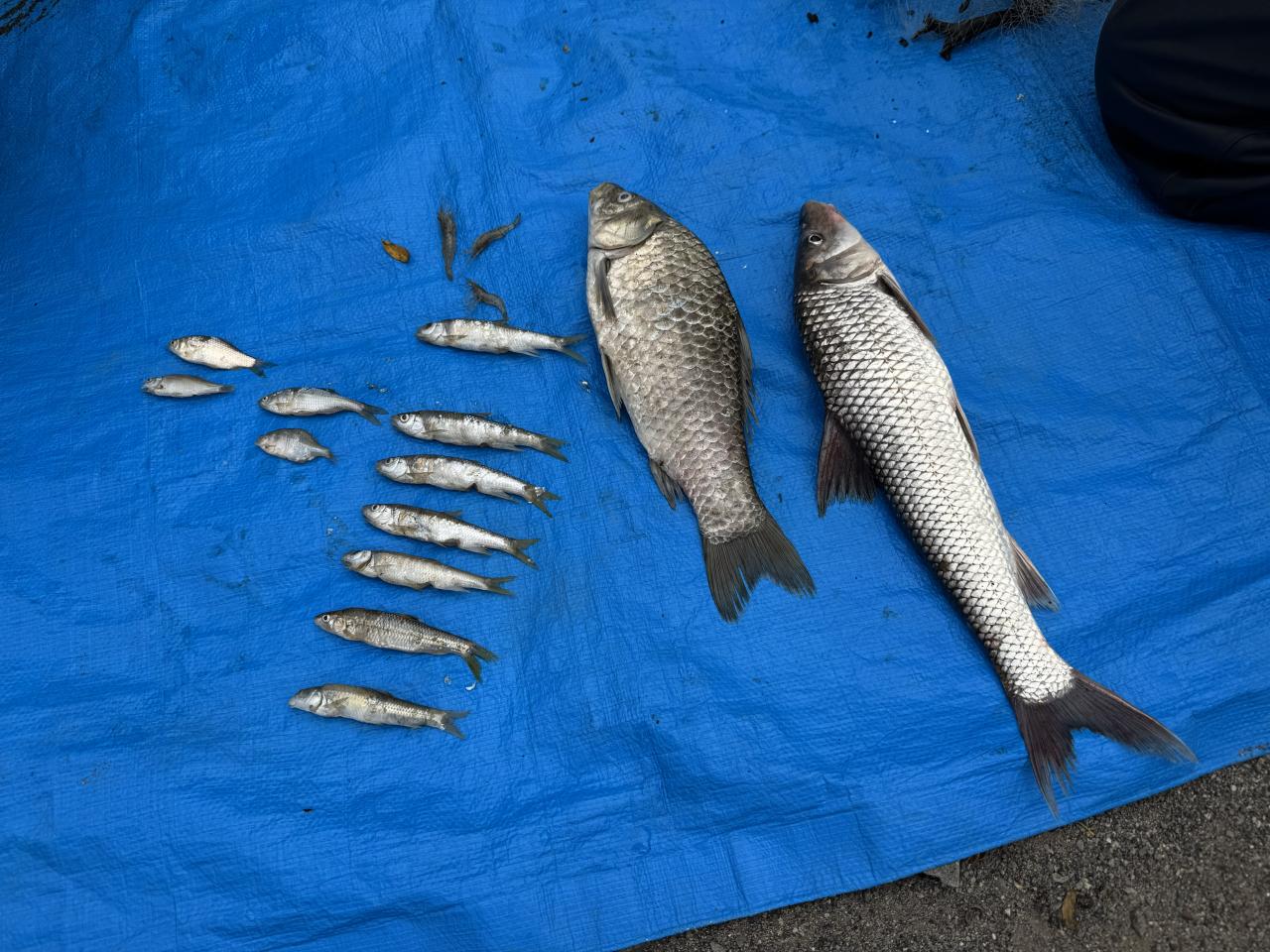 魚類