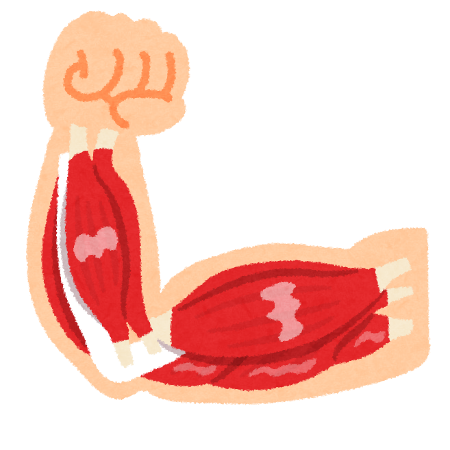 筋肉、神経、血管