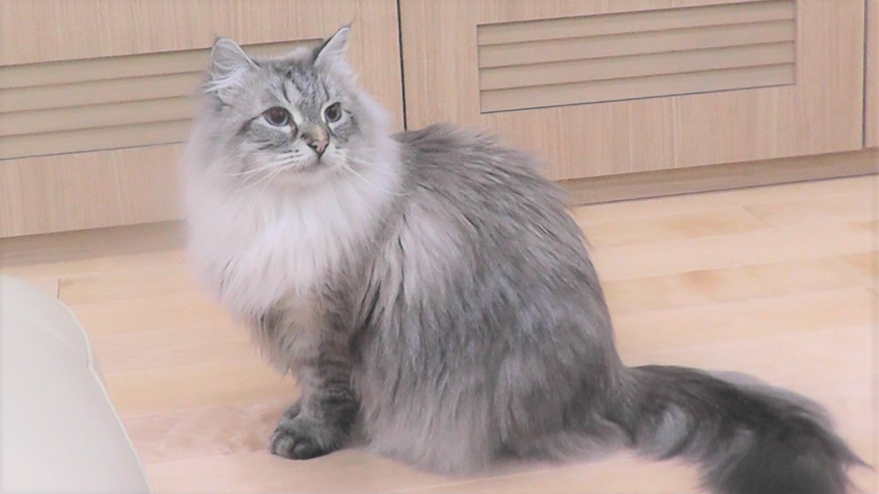 シベリア猫ミール君の画像