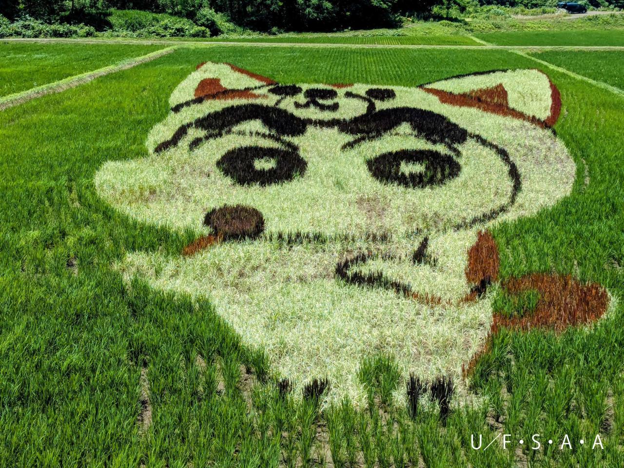 田んぼアート小渕