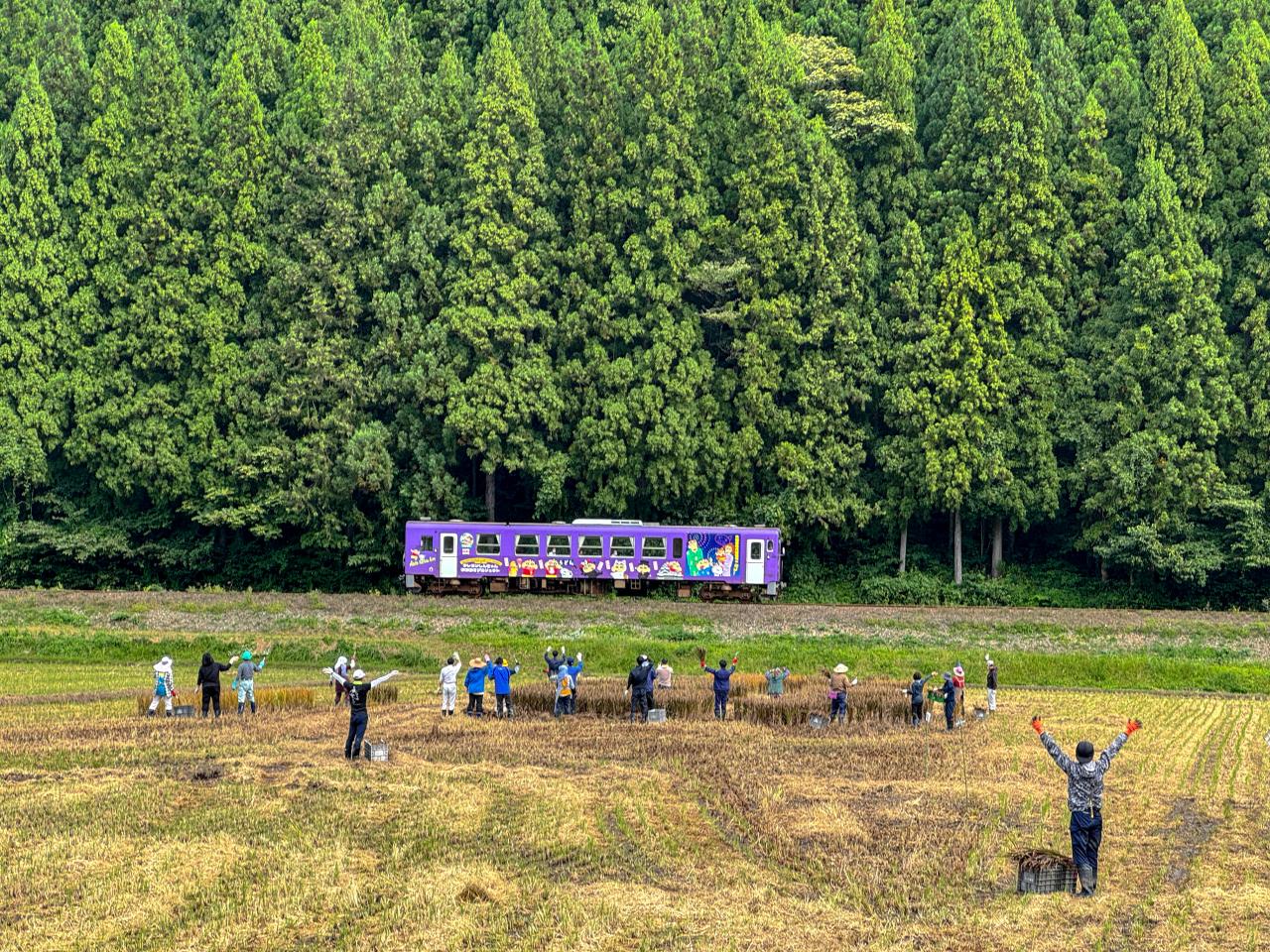 田んぼアート稲刈り1