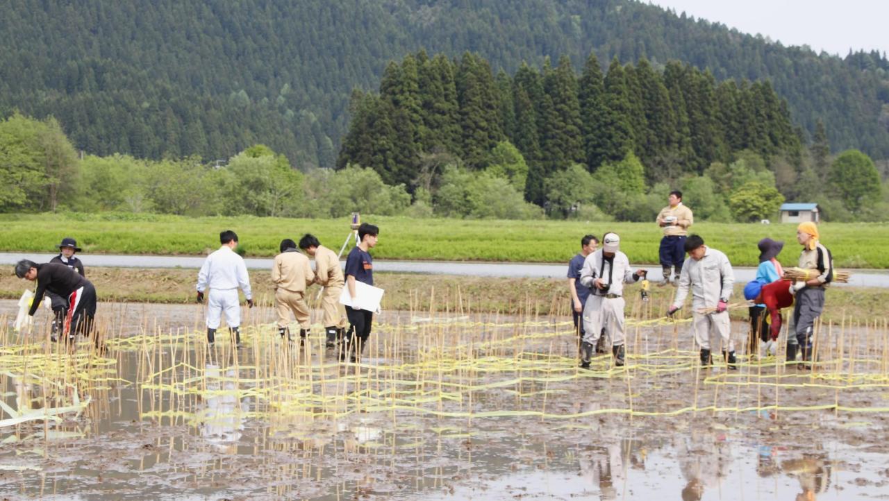 田んぼアート測量2