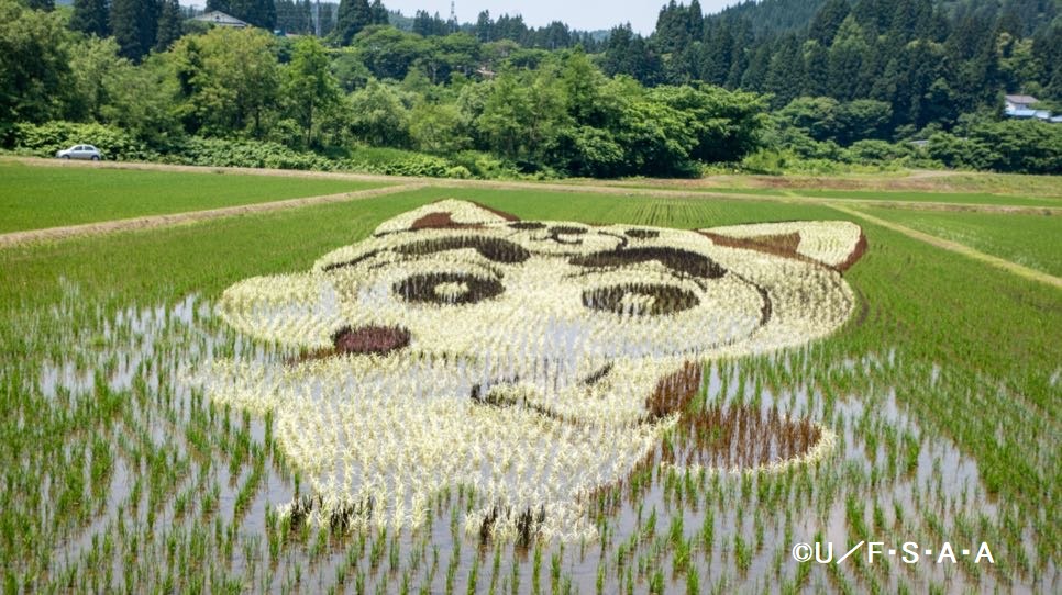 田んぼアート小渕