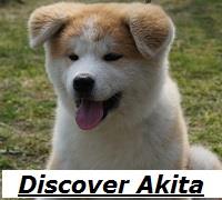 画像：「Discover Akita」のバナー