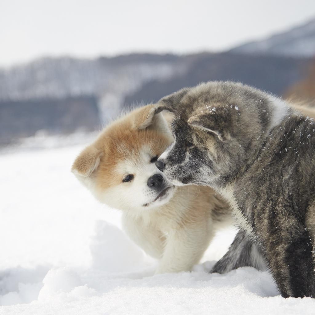 画像：「秋田観光【公式】」のバナー
