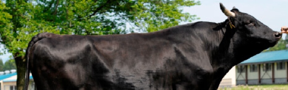 秋田県有種雄牛「義平福」号の写真