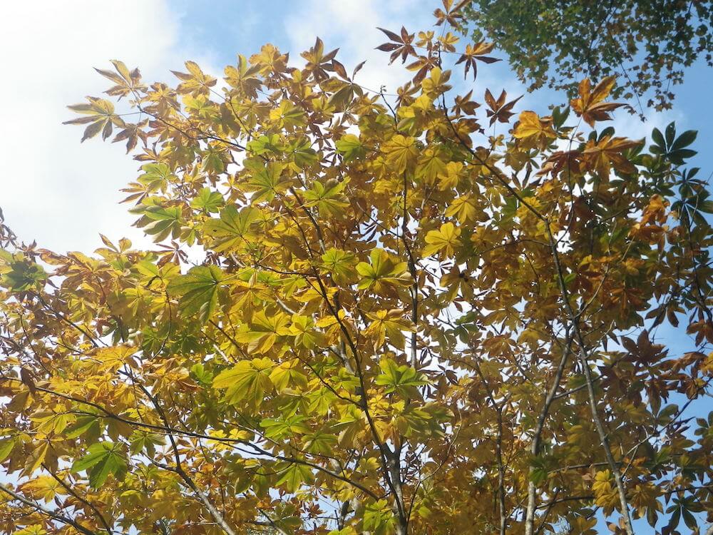 写真:紅葉した枝葉の様子